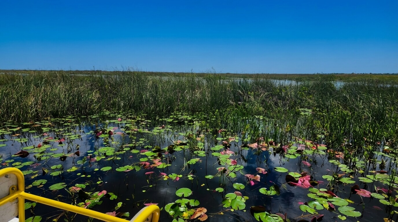 florida everglades landscape